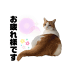 柴犬と猫④（個別スタンプ：4）