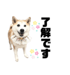 柴犬と猫④（個別スタンプ：5）