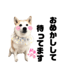 柴犬と猫④（個別スタンプ：6）