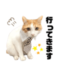 柴犬と猫④（個別スタンプ：7）
