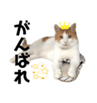 柴犬と猫④（個別スタンプ：9）