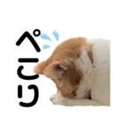柴犬と猫④（個別スタンプ：10）