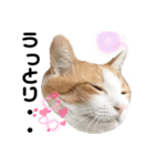 柴犬と猫④（個別スタンプ：11）