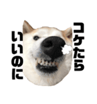 柴犬と猫④（個別スタンプ：13）