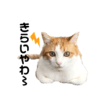 柴犬と猫④（個別スタンプ：14）