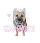 こりゃ犬くさいなぁ（個別スタンプ：1）