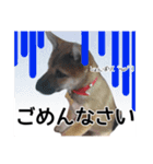 こりゃ犬くさいなぁ（個別スタンプ：2）