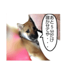 こりゃ犬くさいなぁ（個別スタンプ：3）