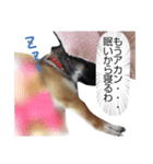 こりゃ犬くさいなぁ（個別スタンプ：4）