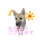 こりゃ犬くさいなぁ（個別スタンプ：5）