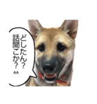 こりゃ犬くさいなぁ（個別スタンプ：7）