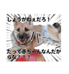 こりゃ犬くさいなぁ（個別スタンプ：8）