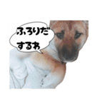 こりゃ犬くさいなぁ（個別スタンプ：9）