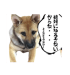 こりゃ犬くさいなぁ（個別スタンプ：10）