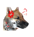 こりゃ犬くさいなぁ（個別スタンプ：13）