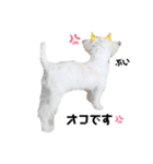 @レオスタンプ（個別スタンプ：11）
