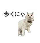 猫リハスタンプver2（個別スタンプ：5）