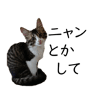 猫リハスタンプver2（個別スタンプ：21）