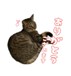 保護猫ピノ1（個別スタンプ：9）