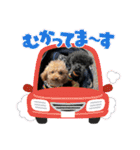 ちまちゃか日常（個別スタンプ：12）