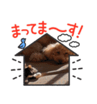 チョコロクック1（個別スタンプ：10）