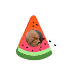 チョコロクック1（個別スタンプ：12）