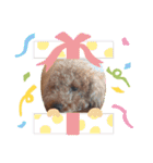 チョコロクック1（個別スタンプ：13）