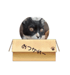 チョコロクック1（個別スタンプ：17）
