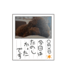 チョコロクック1（個別スタンプ：19）