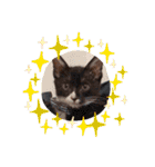 チョコロクック1（個別スタンプ：32）