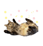 猫のチューイくん。ツー（個別スタンプ：3）