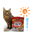 猫のチューイくん。ツー（個別スタンプ：4）