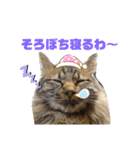 猫のチューイくん。ツー（個別スタンプ：5）