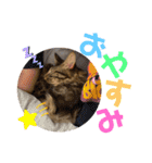 猫のチューイくん。ツー（個別スタンプ：6）