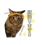 猫のチューイくん。ツー（個別スタンプ：9）