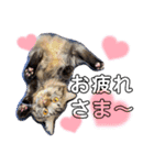 猫のチューイくん。ツー（個別スタンプ：10）