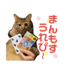 猫のチューイくん。ツー（個別スタンプ：11）