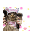 猫のチューイくん。ツー（個別スタンプ：12）