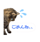 猫のチューイくん。ツー（個別スタンプ：15）