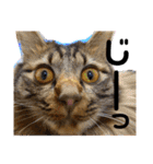 猫のチューイくん。ツー（個別スタンプ：17）