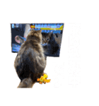 猫のチューイくん。ツー（個別スタンプ：18）