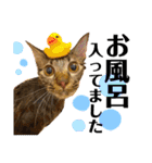 猫のチューイくん。ツー（個別スタンプ：19）