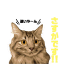 猫のチューイくん。ツー（個別スタンプ：20）