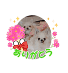 まとふぁみ2（個別スタンプ：12）