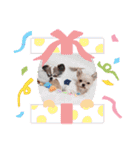 まとふぁみ2（個別スタンプ：31）