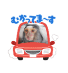 まとふぁみ2（個別スタンプ：32）