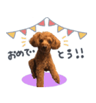 銀次郎スタンプ｜トイプーレッド（個別スタンプ：1）