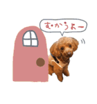 銀次郎スタンプ｜トイプーレッド（個別スタンプ：4）