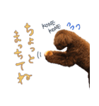 銀次郎スタンプ｜トイプーレッド（個別スタンプ：10）