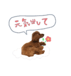 銀次郎スタンプ｜トイプーレッド（個別スタンプ：15）